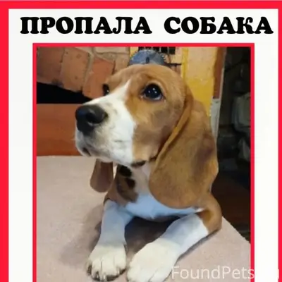 Пропала бигль Дуня, Голчаново (Ново-Талицы), Иваново