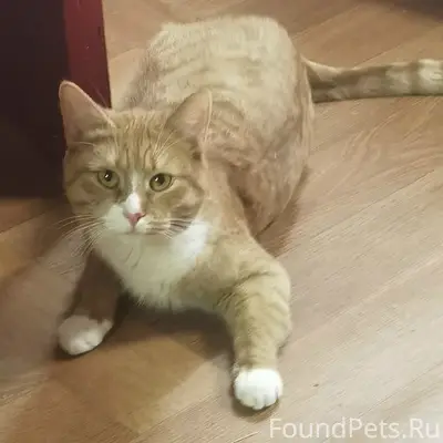 Пропал кот, Красноармейская 99