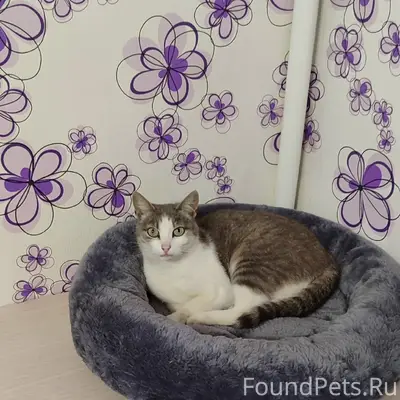 Пропала кошка, ул. Максима Горького 52