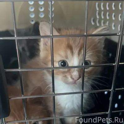 Найдены котята, 9 км Зелёной зоны
