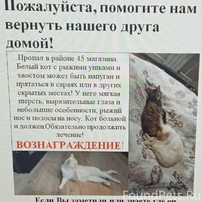 Пропал кот Лютик, район 45 магазина