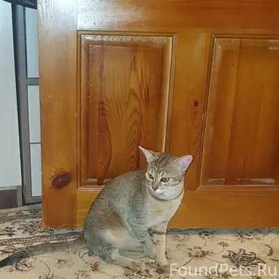 Пропал кот Феликс, п. Козелино