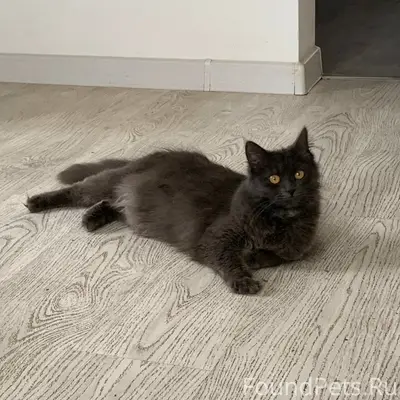 Пропала кошка, Софиевка, ул. Раздольная