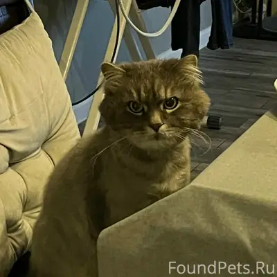 Пропал кот Марсик, Таврово 6