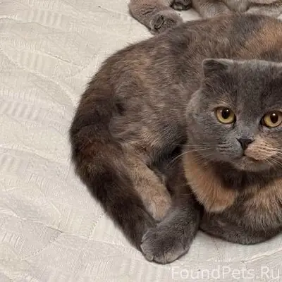 Пропала серая кошка, улица Комсомольская