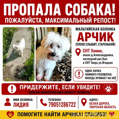 Пропал Арчик, Мальтийская болонка, СНТ Химик