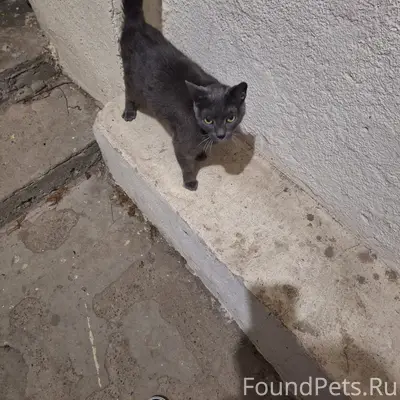 Найден серый кот