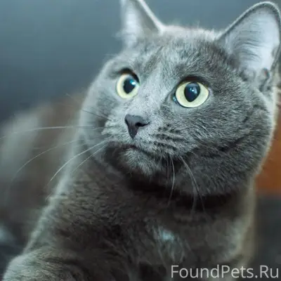 Пропал кот Филя, ул. Ватутина/Зелёная