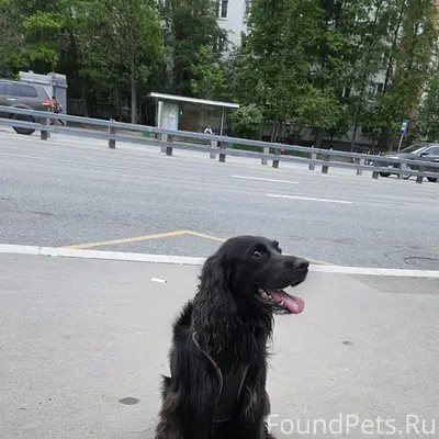 Найден русский охотничий спаниель, Зеленоград