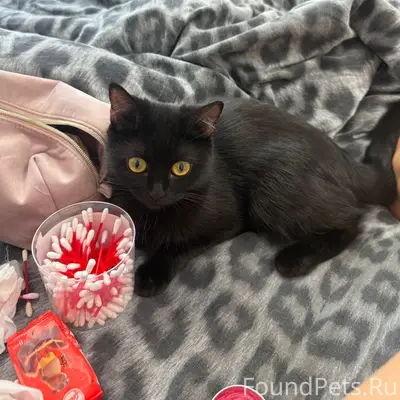 Пропала кошка, Георгиевск