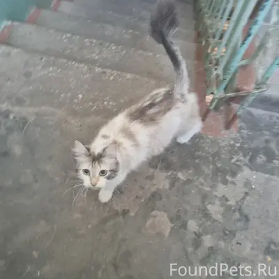 Пропала кошка, ищет своего человека