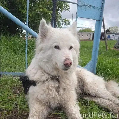 Найден хаски, белая девочка со шрамом на носу