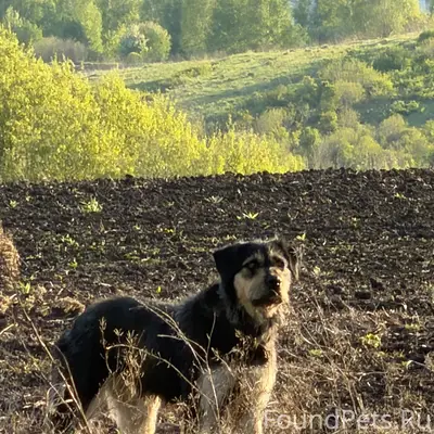 Пропал пёс, Ильинка