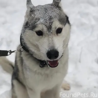 Пропал хаски Юки, с дачи