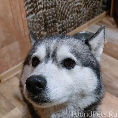 Найден фенотип хаски, предположительно сука, ул. Зелёный Городок