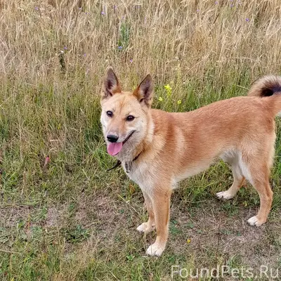 Пропала собака, район электросетей