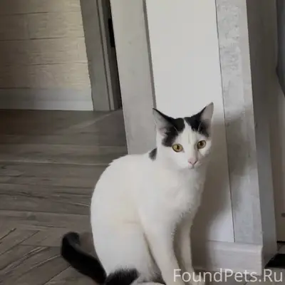 Найдена кошка, Сода