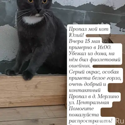 Пропал кот Юлий, д. Мерлино