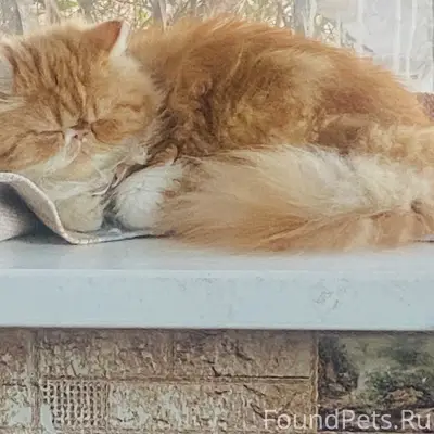 Пропал кот персидской породы, Ставрополь
