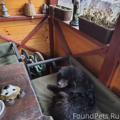 Пропала собака Леля, возле Туполева 20