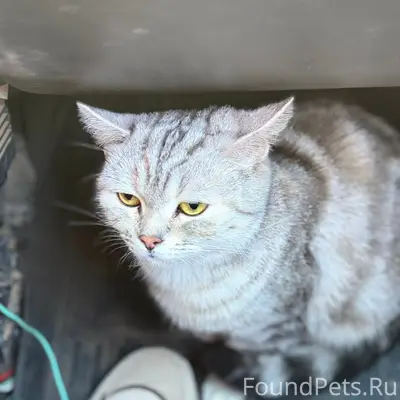 Пропала кошка Кося, район 44 общаг