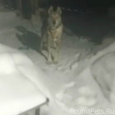 Пропал пёс с ошейником, посёлок металлург