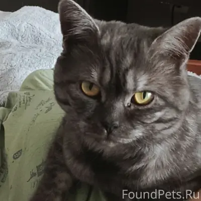 Пропал кот, район хлебной базы