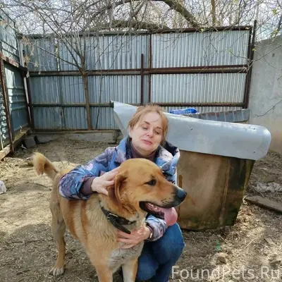 Пропал хаски Амур, промзона