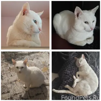 Пропал кот Виктор, Коломна