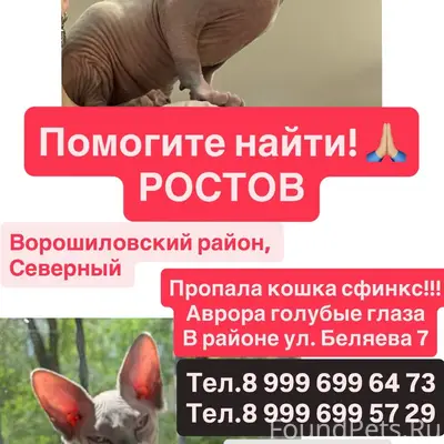 Пропала кошка сфинкс Аврора, Ростов