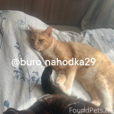 Пропал рыжий кот Кусь, Левый берег, Сурповская