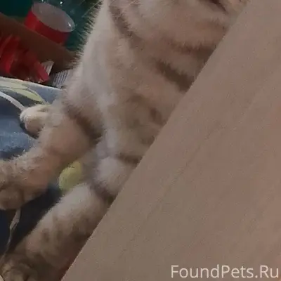 Пропала кошка Маркиза, район улицы Гвардейская