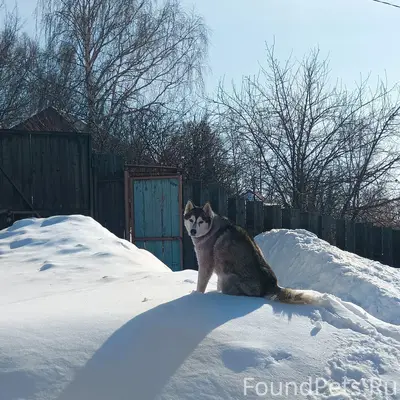 Пропал хаски Мишка, посёлок Высокий
