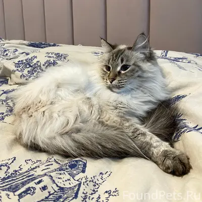 Пропала кошка Соня, Среднеуральск