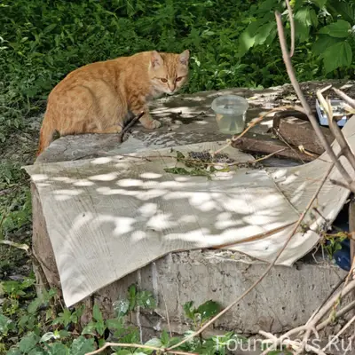 Найдена беременная кошка, заброшенные огороды