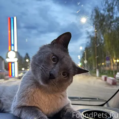 Пропал кот, п. Бабушкино-снт Маяк