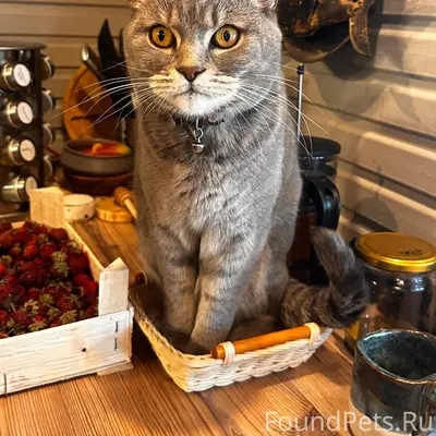 Пропал кот, Краснодонцев, 92А