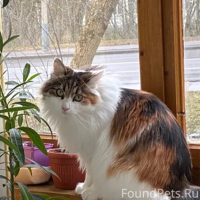 Пропала кошка, ул. Сурганова 12
