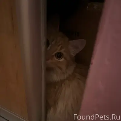 Пропал кот