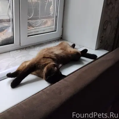 Пропал кот, Советская, 3 корпус 2