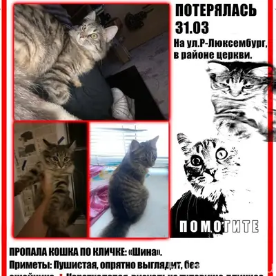 Пропала кошка Шина, г. Темрюк