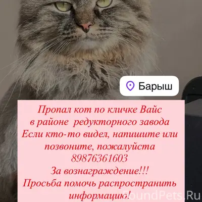 Пропал кот