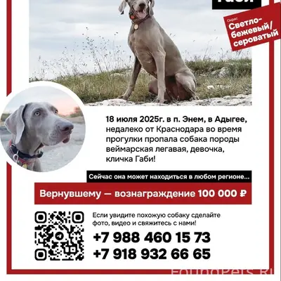 Пропала веймарская легавая Габи, п. Энем, Адыгея