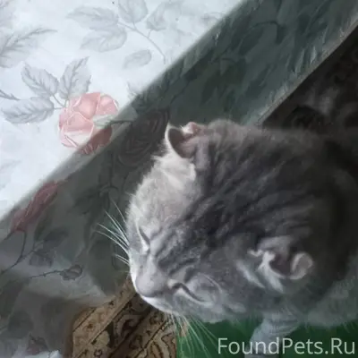 Найдена кошка, район снт Озерки