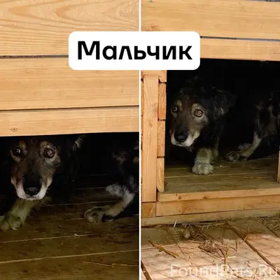 Пропавшие собаки, ул. Железнодорожная, 1