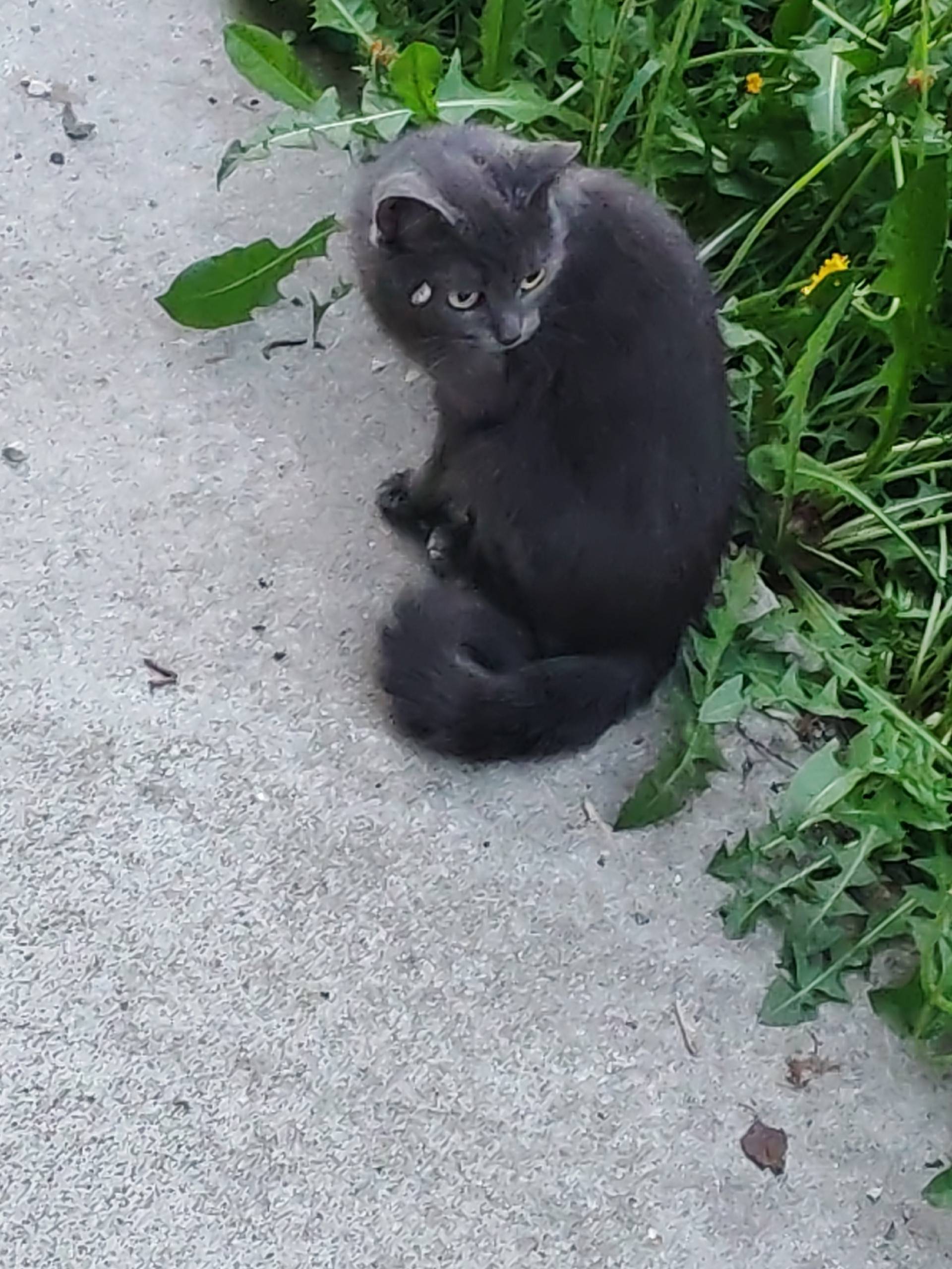 Найден котёнок, Уфимская 14