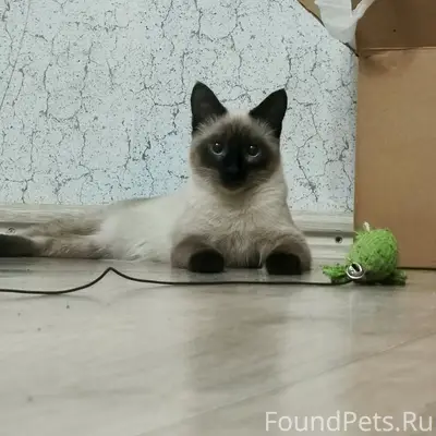 Пропал кот Лунатик, Среднеуральск