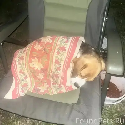 Найден бигль, озеро Байтук