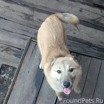 Пропала рыжая собака, без указания места