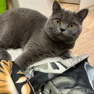 Пропал британский котик Томас, район улицы Ленина